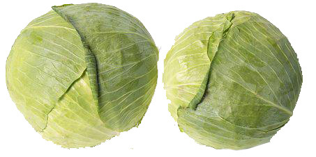 Weißkohl Weißkohl