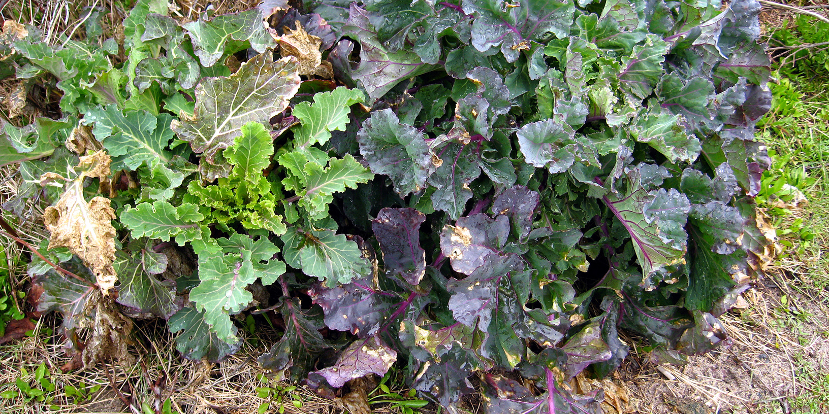 Wildkohl Wildkohl
